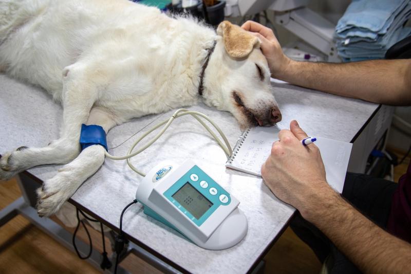 Pijamas Cirúrgicos para Veterinários